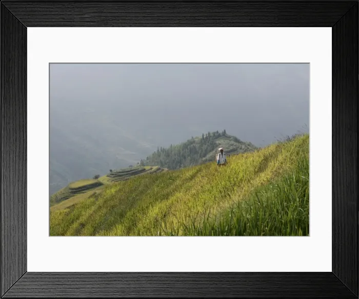 Framed Print : Woman of Yao tribe in ricefields, Longsheng terraced ricefields, Guilin Framed Print : Woman of Yao tribe in ricefields, Longsheng terraced ricefields, Guilin