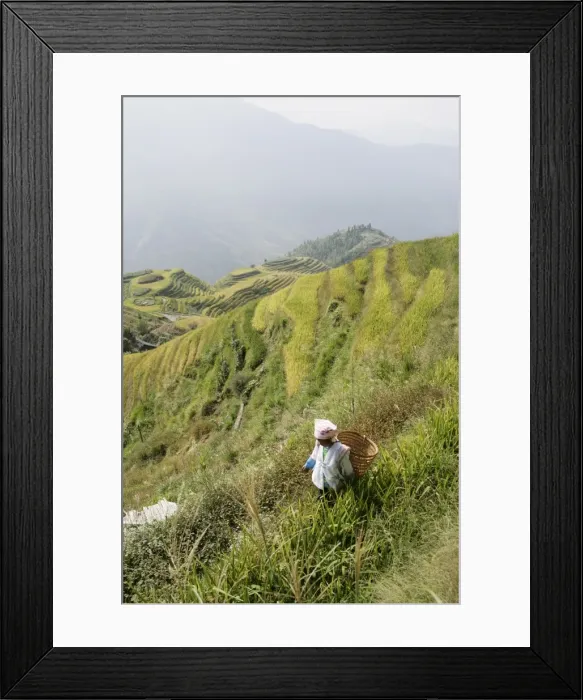 Framed Print : Woman of Yao tribe in ricefields, Longsheng terraced ricefields, Guilin Framed Print : Woman of Yao tribe in ricefields, Longsheng terraced ricefields, Guilin
