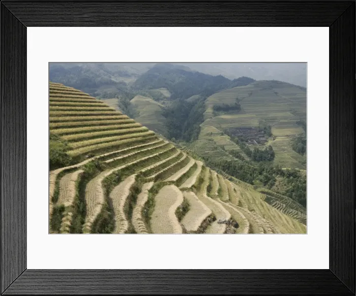 Framed Print : Longsheng terraced ricefields, Guilin, Guangxi Province, China, Asia Framed Print : Longsheng terraced ricefields, Guilin, Guangxi Province, China, Asia
