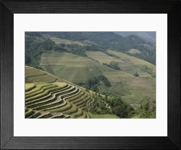 Framed Print : Longsheng terraced ricefields, Guilin, Guangxi Province, China, Asia Framed Print : Longsheng terraced ricefields, Guilin, Guangxi Province, China, Asia