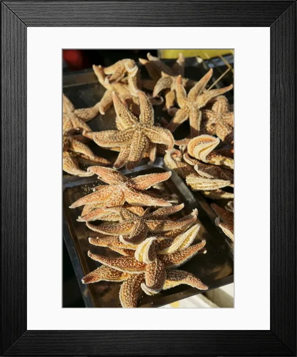 Framed Print : Strange Chinese food sold in Wangfujing Snak Road, Wangfujing Dajie shopping district Framed Print : Strange Chinese food sold in Wangfujing Snak Road, Wangfujing Dajie shopping district