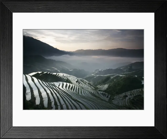 Framed Print : Sunrise in June, Longsheng terraced ricefields, Guangxi Province, China, Asia Framed Print : Sunrise in June, Longsheng terraced ricefields, Guangxi Province, China, Asia