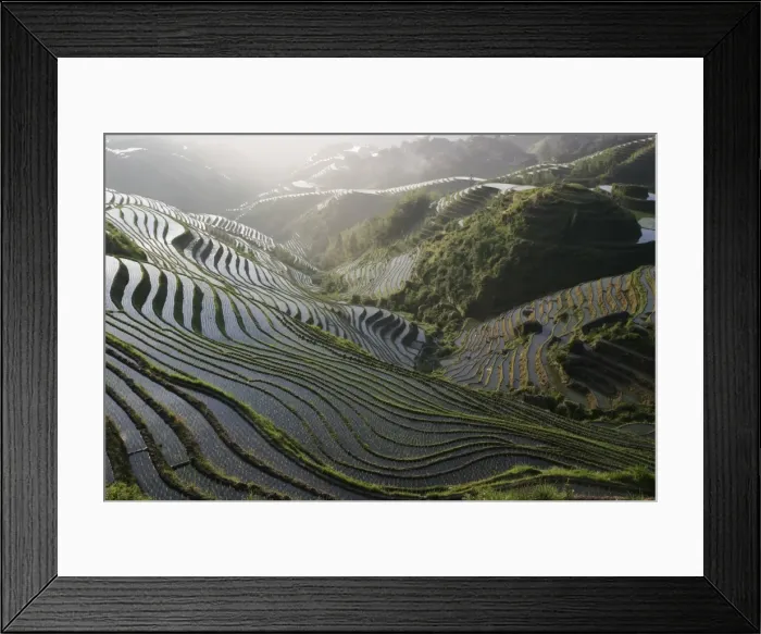 Framed Print : Sunrise in June, Longsheng terraced ricefields, Guangxi Province, China, Asia Framed Print : Sunrise in June, Longsheng terraced ricefields, Guangxi Province, China, Asia