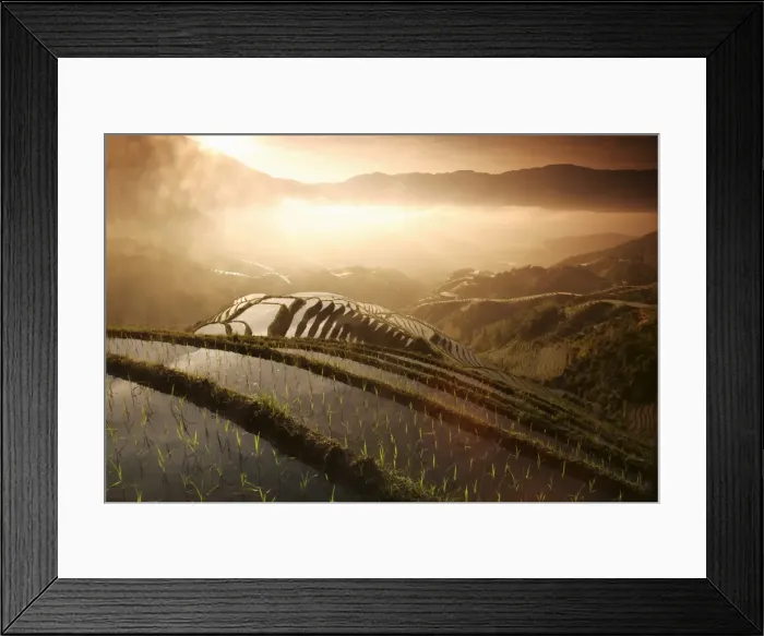 Framed Print : Sunrise in June, Longsheng terraced ricefields, Guangxi Province, China, Asia Framed Print : Sunrise in June, Longsheng terraced ricefields, Guangxi Province, China, Asia