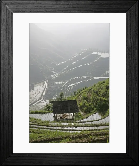 Framed Print : Longsheng terraced ricefields, Guangxi Province, China, Asia Framed Print : Longsheng terraced ricefields, Guangxi Province, China, Asia