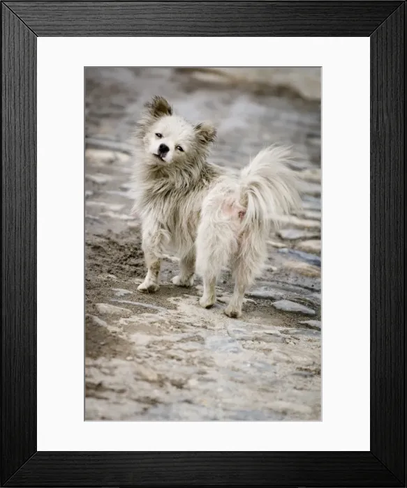 Framed Print : Old dog, Dali, Yunnan, China, Asia Framed Print : Old dog, Dali, Yunnan, China, Asia