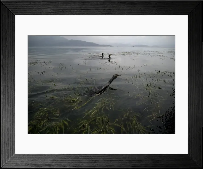 Framed Print : Fishing cormorants, Erhai lake, Dali, Yunnan, China, Asia Framed Print : Fishing cormorants, Erhai lake, Dali, Yunnan, China, Asia
