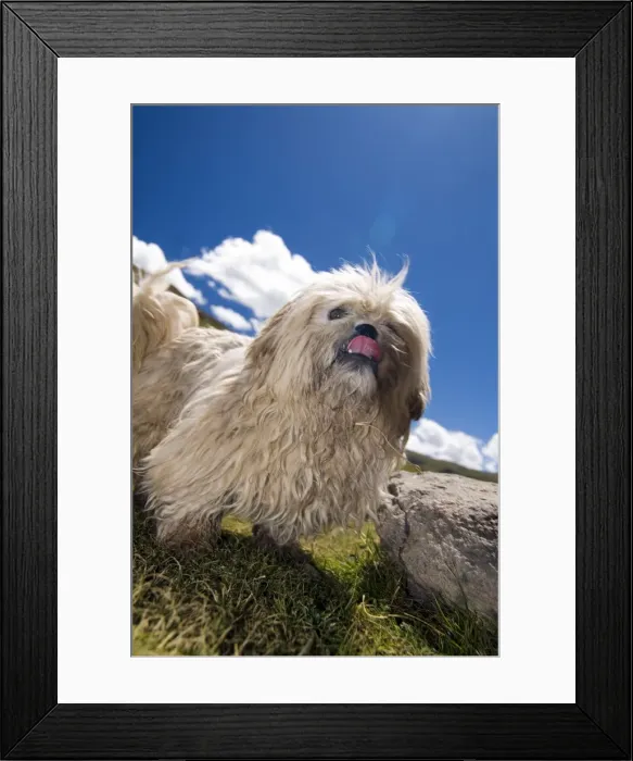 Framed Print : Tibetan terrier, near Yushu, Qinghai, China, Asia Framed Print : Tibetan terrier, near Yushu, Qinghai, China, Asia