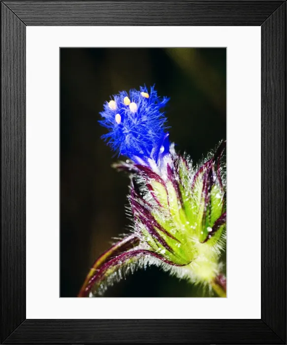 Framed Print : Wild flower, Dali, Yunnan, China, Asia Framed Print : Wild flower, Dali, Yunnan, China, Asia