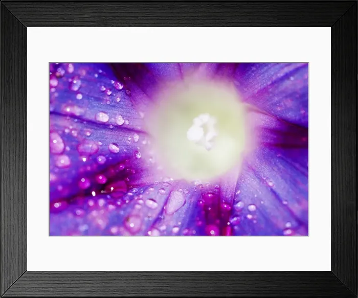 Framed Print : Ipomoea flower and water droplets, Dali, Yunnan, China, Asia Framed Print : Ipomoea flower and water droplets, Dali, Yunnan, China, Asia