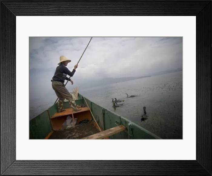 Framed Print : Cormorant fisherman with his birds, Erhai Lake, Dali, Yunnan, China, Asia Framed Print : Cormorant fisherman with his birds, Erhai Lake, Dali, Yunnan, China, Asia