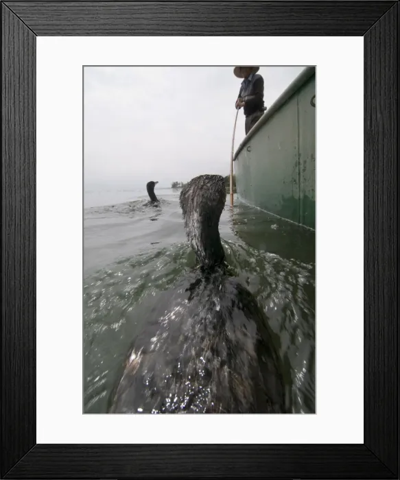 Framed Print : Cormorant fisherman with his birds, Erhai Lake, Dali, Yunnan, China, Asia Framed Print : Cormorant fisherman with his birds, Erhai Lake, Dali, Yunnan, China, Asia