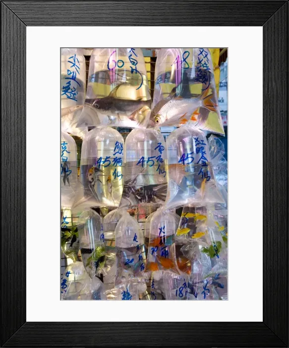 Framed Print : Fish in bags in Tung Choi Street, a street full of shops selling tropical fish Framed Print : Fish in bags in Tung Choi Street, a street full of shops selling tropical fish