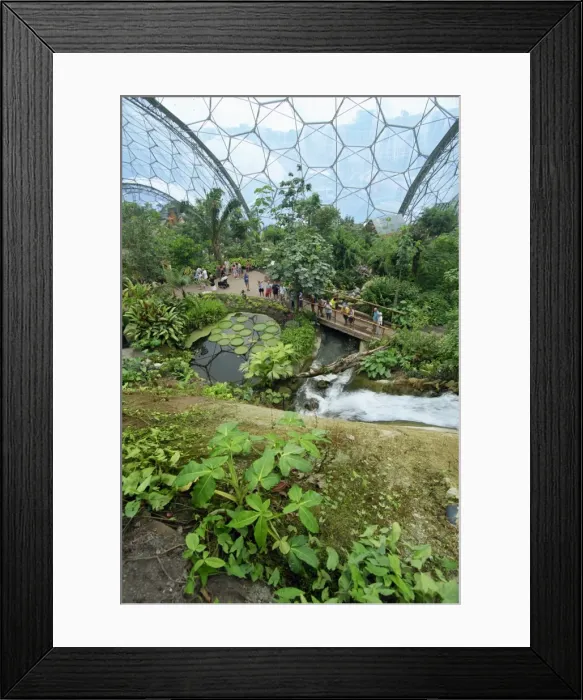 Framed Print : Inside the Humid Tropics biome at the Eden Project, opened in 2001 at a china clay pit near St Framed Print : Inside the Humid Tropics biome at the Eden Project, opened in 2001 at a china clay pit near St