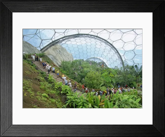 Framed Print : Inside the Humid Tropics biome at the Eden project, opened in 2001 at a china clay pit near St Framed Print : Inside the Humid Tropics biome at the Eden project, opened in 2001 at a china clay pit near St