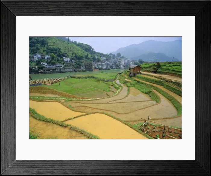 Framed Print : Rice paddies in Longsheng, Guangxi, China Framed Print : Rice paddies in Longsheng, Guangxi, China
