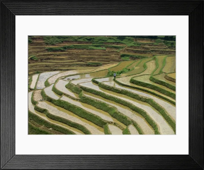 Framed Print : Farmer in terraced rice paddies at Longsheng in north east Guangxi, China, Asia Framed Print : Farmer in terraced rice paddies at Longsheng in north east Guangxi, China, Asia