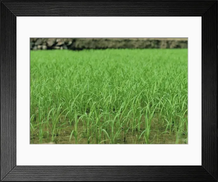 Framed Print : Rice growing at Longsheng, Guangxi Province, China, Asia Framed Print : Rice growing at Longsheng, Guangxi Province, China, Asia