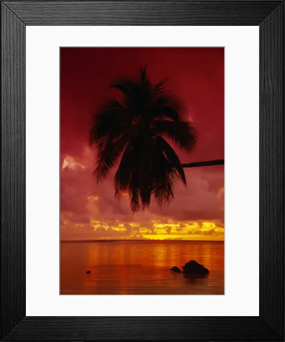 Framed Print : Silhouette of overhanging palm tree, colourful sunset, Aitutaki, Cook Islands Framed Print : Silhouette of overhanging palm tree, colourful sunset, Aitutaki, Cook Islands