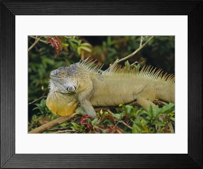 Framed Print : Green Iguana (Iguana iguana), basking in tree foliage, Muelle San Carlos Framed Print : Green Iguana (Iguana iguana), basking in tree foliage, Muelle San Carlos