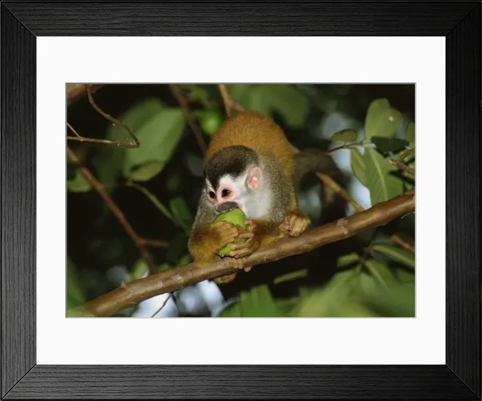 Framed Print : Juvenile squirrel monkey (Saimiri oerstedii) biting a fruit whilst standing on a branch Framed Print : Juvenile squirrel monkey (Saimiri oerstedii) biting a fruit whilst standing on a branch
