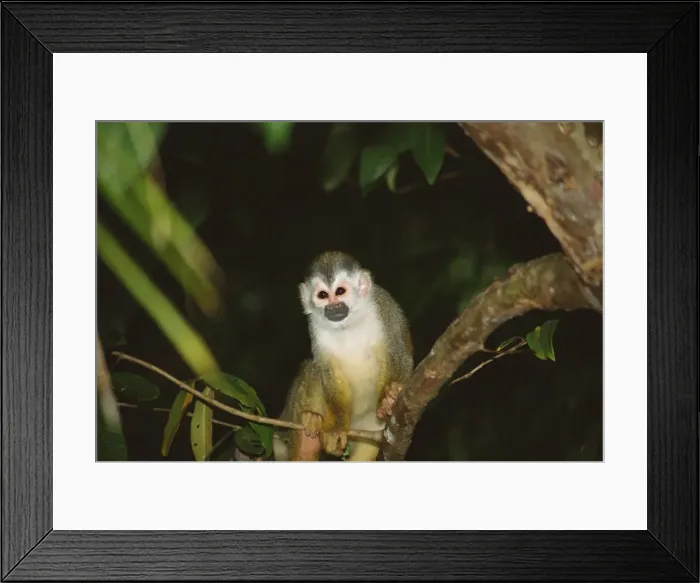Framed Print : Squirrel monkey (Saimiri oerstedii) standing on a branch, Manuel Antonio Framed Print : Squirrel monkey (Saimiri oerstedii) standing on a branch, Manuel Antonio