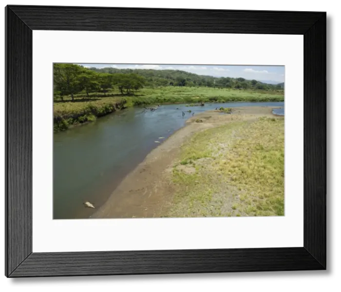 Framed Print : Crocodiles seen from the bridge over the River Tarcoles, near Puntarenas, Costa Rica Framed Print : Crocodiles seen from the bridge over the River Tarcoles, near Puntarenas, Costa Rica