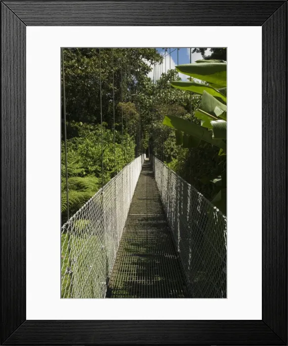 Framed Print : Hanging Bridges a walk through the rainforest, Arenal, Costa Rica Framed Print : Hanging Bridges a walk through the rainforest, Arenal, Costa Rica