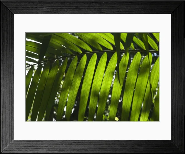 Framed Print : Rainforest vegitation, Hanging Bridges walk, Arenal, Costa Rica Framed Print : Rainforest vegitation, Hanging Bridges walk, Arenal, Costa Rica