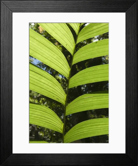 Framed Print : Rainforest vegitation, Hanging Bridges walk, Arenal, Costa Rica Framed Print : Rainforest vegitation, Hanging Bridges walk, Arenal, Costa Rica
