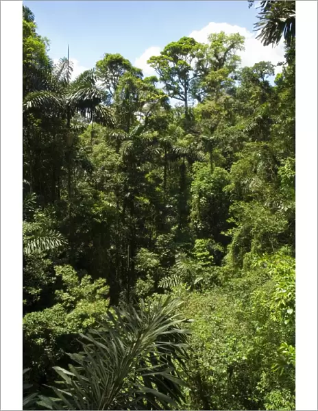 Rainforest vegitation, Hanging Bridges walk, Arenal, Costa Rica