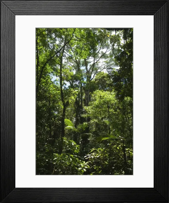 Framed Print : Rainforest canopy in Arenal Hanging Bridges park, Arenal, Costa Rica Framed Print : Rainforest canopy in Arenal Hanging Bridges park, Arenal, Costa Rica