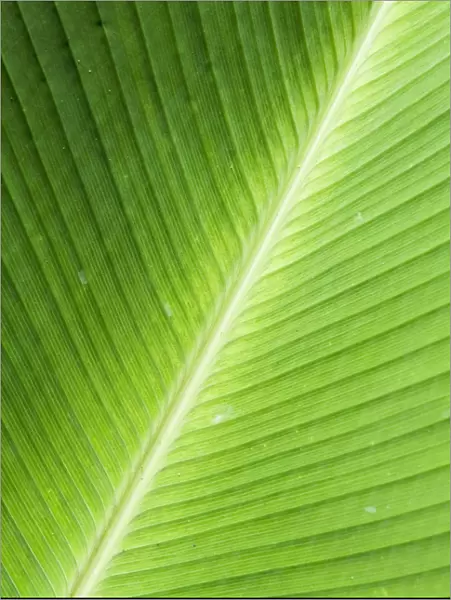 Leaf, Arenal area, Costa Rica