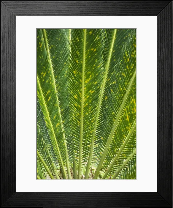 Framed Print : Tree Fern, Arenal, Costa Rica Framed Print : Tree Fern, Arenal, Costa Rica