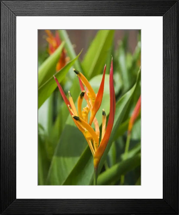 Framed Print : Type of Bird of Paridise plant, Costa Rica Framed Print : Type of Bird of Paridise plant, Costa Rica