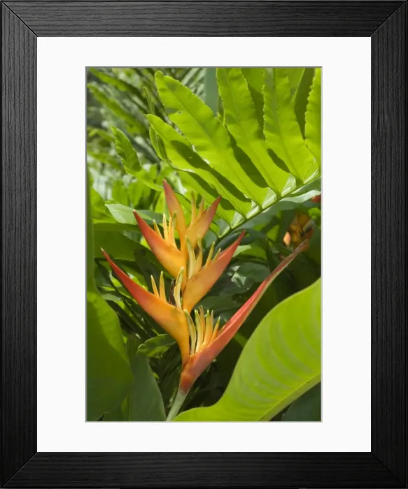 Framed Print : Heliconia, Costa Rica Framed Print : Heliconia, Costa Rica