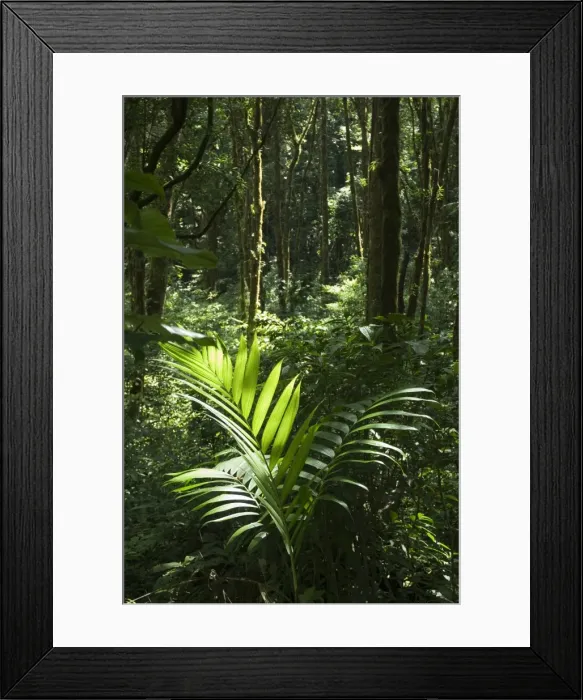 Framed Print : Monteverde Cloud Forest Reserve, Monteverde, Costa Rica Framed Print : Monteverde Cloud Forest Reserve, Monteverde, Costa Rica