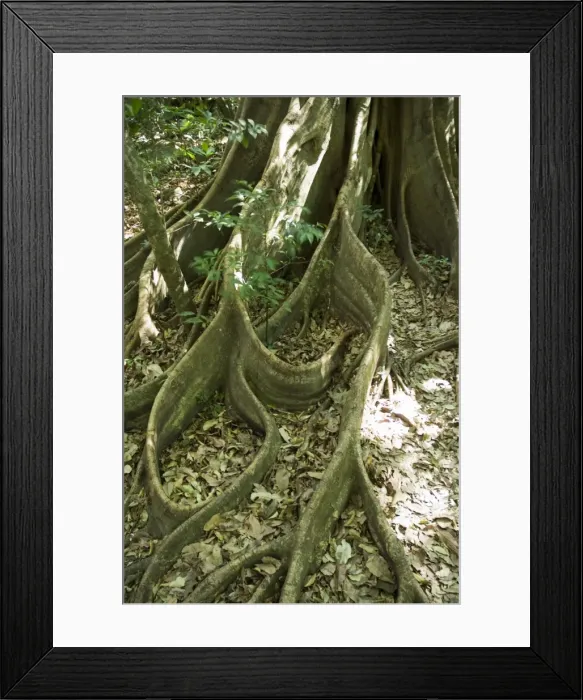 Framed Print : Rincon de la Vieja National Park at foot of Rincon Volcano, Gaunacaste, Costa Rica Framed Print : Rincon de la Vieja National Park at foot of Rincon Volcano, Gaunacaste, Costa Rica
