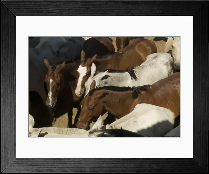 Framed Print : Horses, Hacienda Gauachipelin, near Rincon de la Vieja National Park, Gaunacaste, Costa Rica