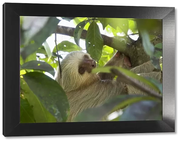 Sloth, Manuel Antonio National Park, Costa Rica