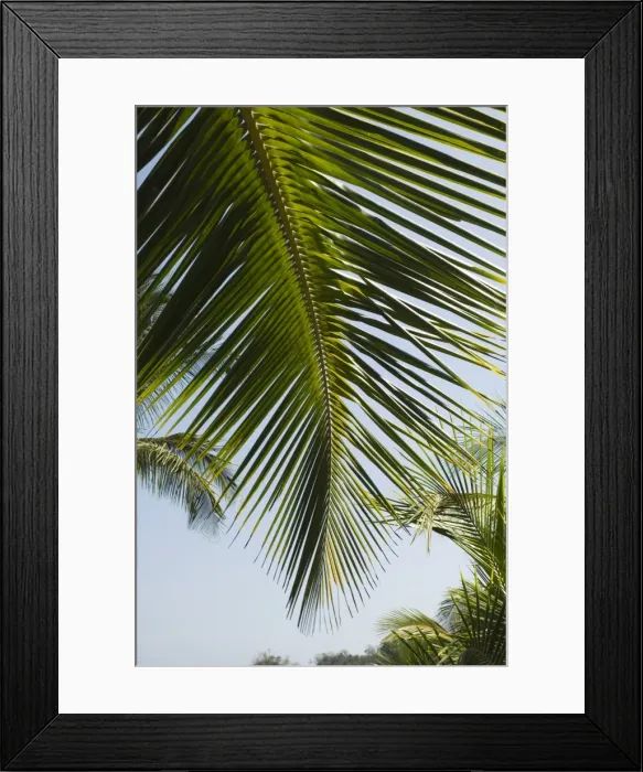 Framed Print : Palm leaf, Nicoya Pennisula, Costa Rica Framed Print : Palm leaf, Nicoya Pennisula, Costa Rica