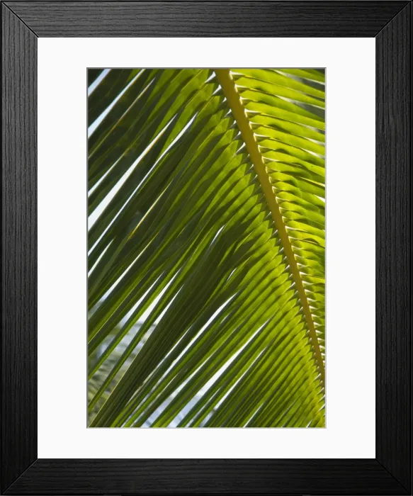 Framed Print : Palm leaf, Nicoya Pennisula, Costa Rica Framed Print : Palm leaf, Nicoya Pennisula, Costa Rica