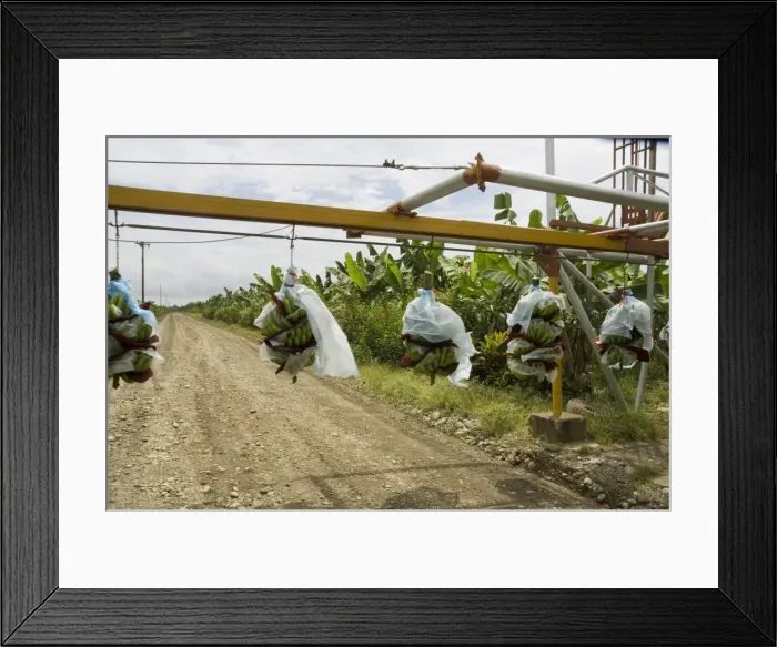 Framed Print : Transporting bananas from plantation, Costa Rica Framed Print : Transporting bananas from plantation, Costa Rica