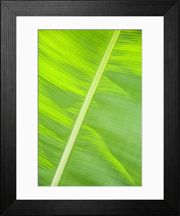 Framed Print : Leaf in rainforset, Tortuguero National Park, Costa Rica Framed Print : Leaf in rainforset, Tortuguero National Park, Costa Rica