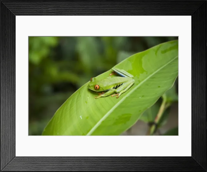 Framed Print : Red eyed tree frog, Tortuguero National Park, Costa Rica Framed Print : Red eyed tree frog, Tortuguero National Park, Costa Rica