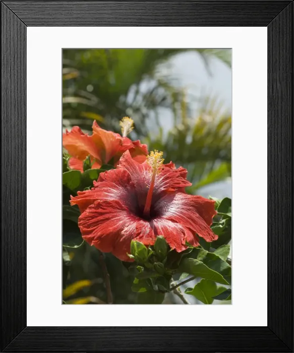 Framed Print : Hibiscus, Costa Rica Framed Print : Hibiscus, Costa Rica