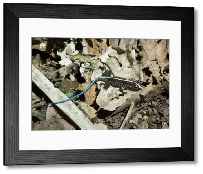 Framed Print : Lizard, Costa Rica, Central America Framed Print : Lizard, Costa Rica, Central America