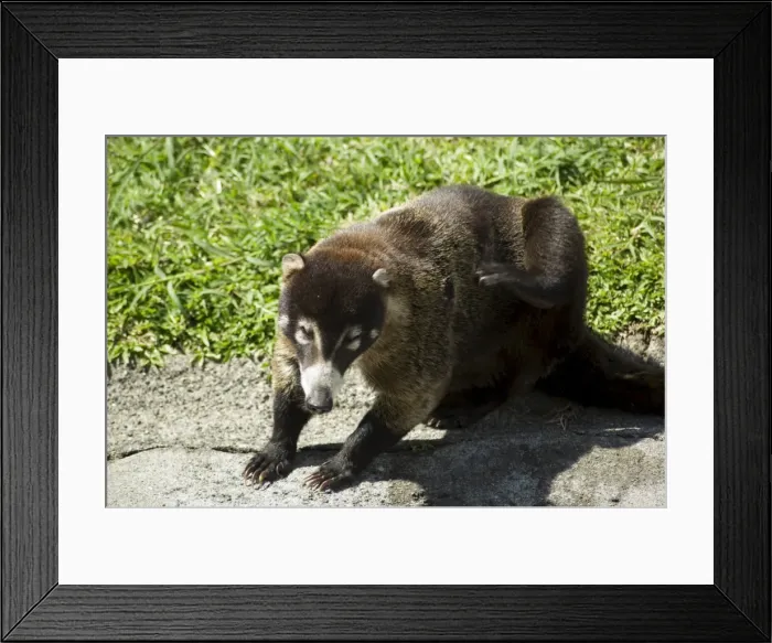 Framed Print : Coata mundi, Costa Rica, Central America Framed Print : Coata mundi, Costa Rica, Central America