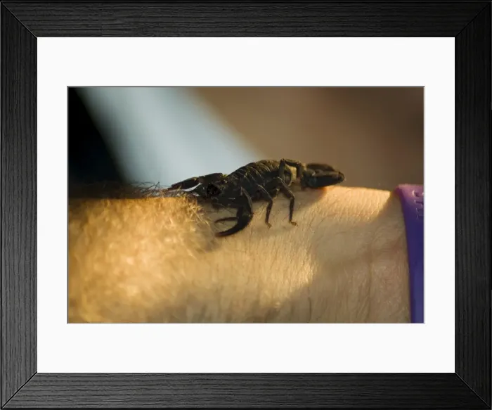 Framed Print : Scorpion, Monteverde Cloud Forest National Park, Monteverde, Costa Rica, Central America Framed Print : Scorpion, Monteverde Cloud Forest National Park, Monteverde, Costa Rica, Central America