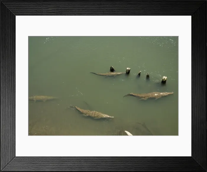 Framed Print : Crocodiles seen from the bridge over the River Tarcoles, near Puntarenas Framed Print : Crocodiles seen from the bridge over the River Tarcoles, near Puntarenas